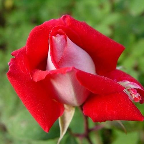 Rosa Bajazzo® - roșu - Trandafir copac cu trunchi înalt - cu flori teahibrid - coroană dreaptă